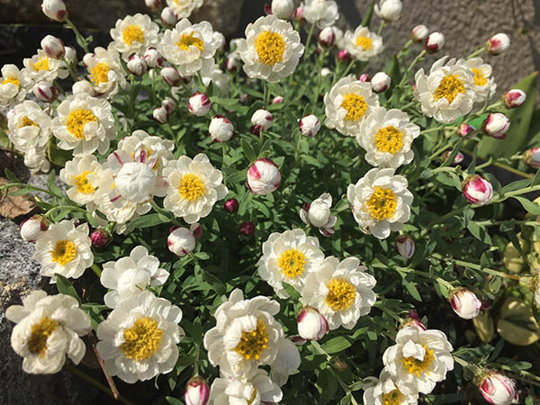 花かんざし：長期間咲き、白い小花が可愛い。